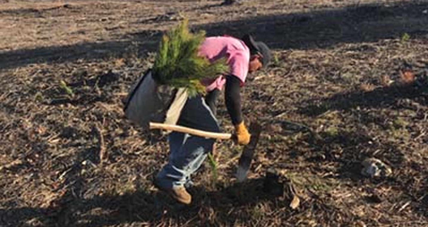 Tips for Planting Pines in Southeast Georgia